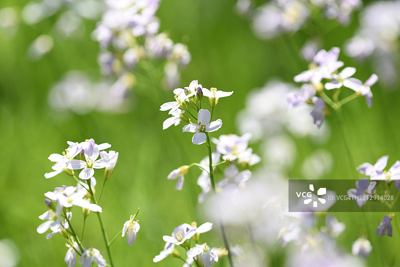 卡尔达米娜·普拉滕西斯图片素材