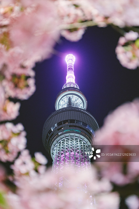 在日本东京的晴朗夜晚，雄伟的东京晴空塔透过盛开的粉色樱花树可见，花瓣环绕着整个场景。图片素材