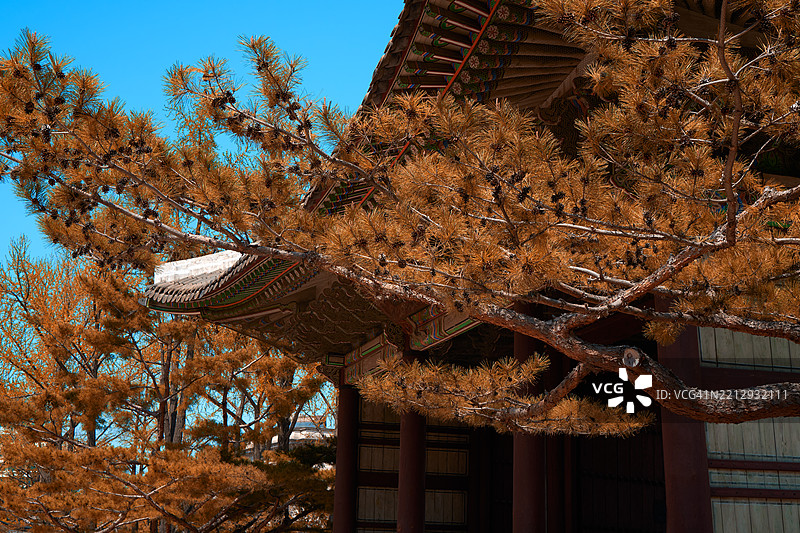 阳光明媚的日子里，传统的亚洲建筑被松树环绕图片素材