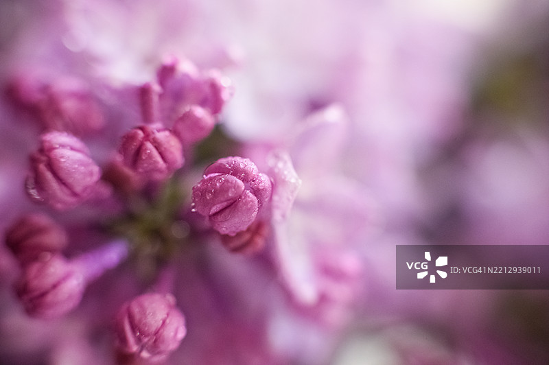 柔焦下的紫色丁香花特写，带有水滴图片素材