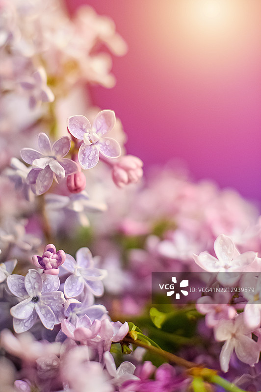 柔焦下的紫色丁香花特写，带有水珠图片素材