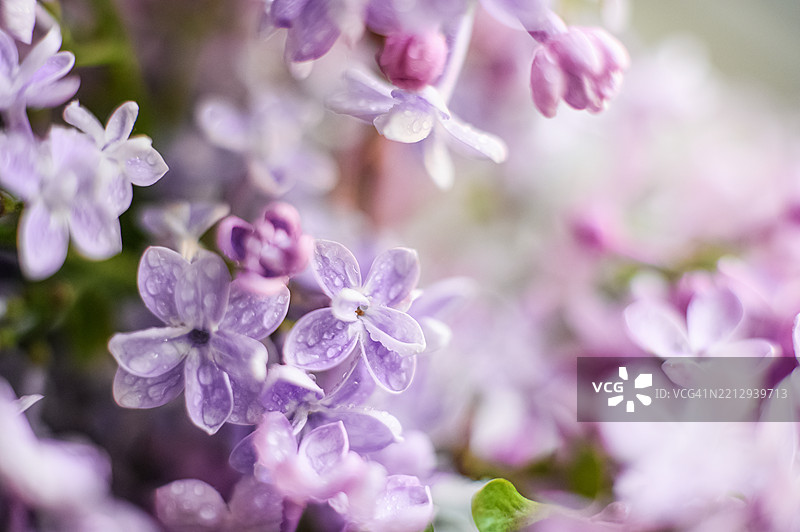 柔焦下的紫色丁香花特写，带有水珠图片素材