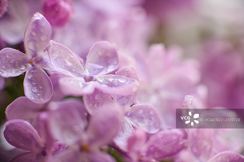 柔焦下的紫色丁香花特写，带有水滴图片素材