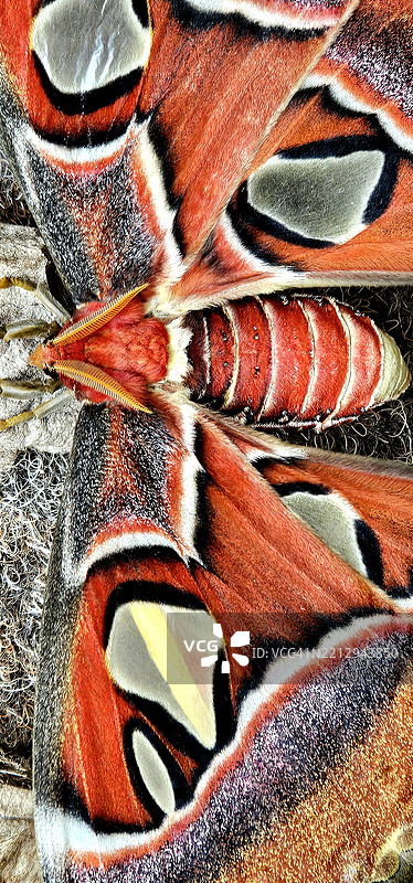 攻击阿特拉斯，阿特拉斯蛾图片素材