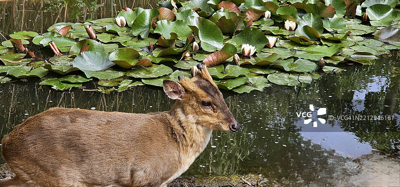 麂子图片素材
