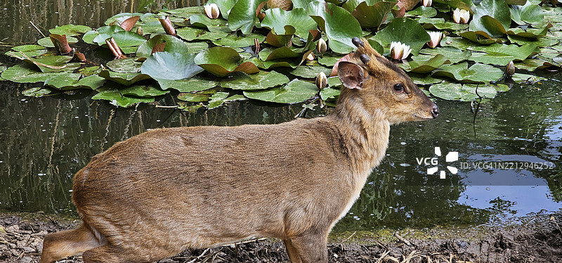 麂子图片素材