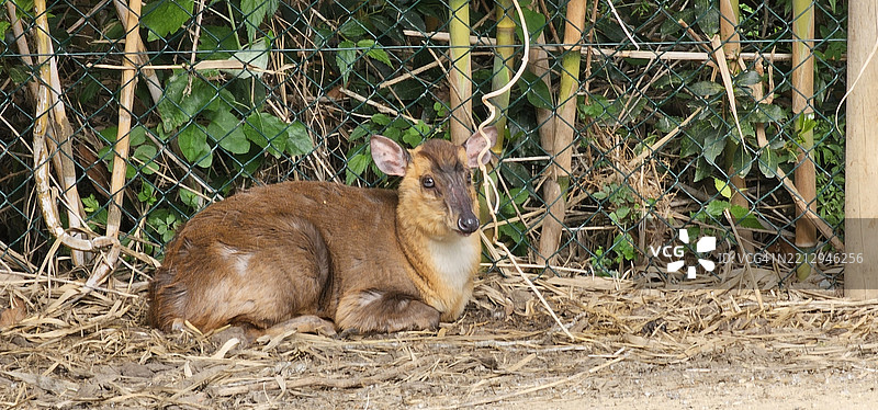 麂子图片素材