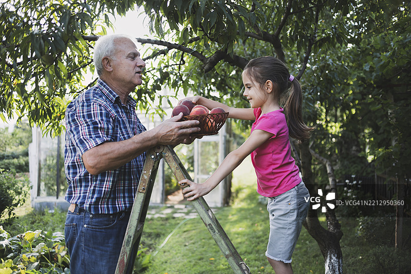 快乐的祖父和孙女在花园里采摘桃子图片素材