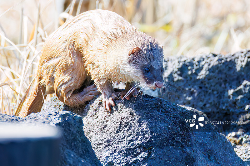 一只可爱的日本鼬鼠（Mustela itatsi，鼬科）。它跳进池塘里抓住了一只日本火腹蝾螈（Cynops pyrrhogaster）。图片素材