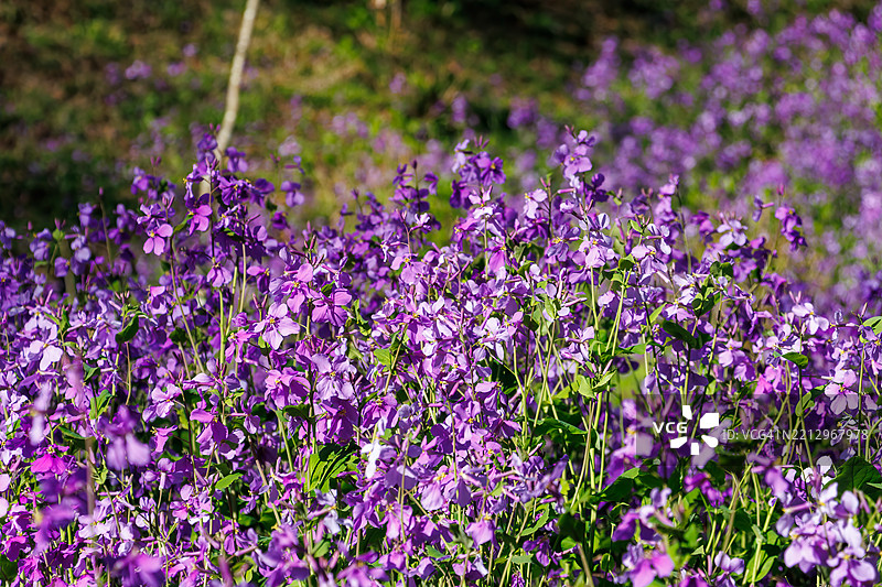 紫花报春（Orychophragmus Violaceus，十字花科）花坛和台阶。图片素材