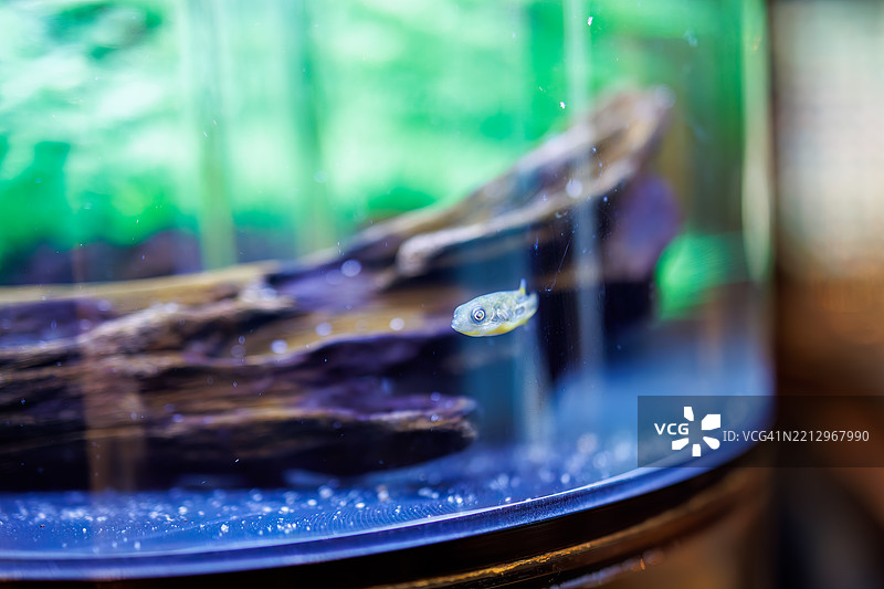 绿斑河豚，双棘河豚图片素材