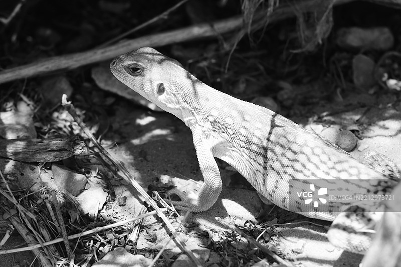 爬行动物藏身于自然栖息地图片素材
