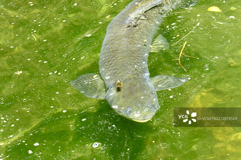 鲤鱼 (Cyprinus carpio)图片素材