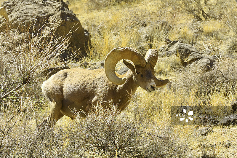 沙漠羊（内尔逊大角羊）图片素材