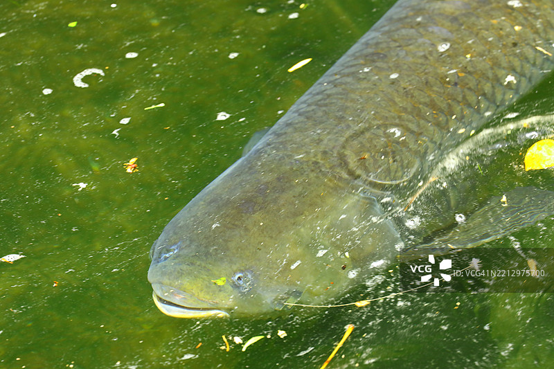 饥饿的鲤鱼在池塘里图片素材