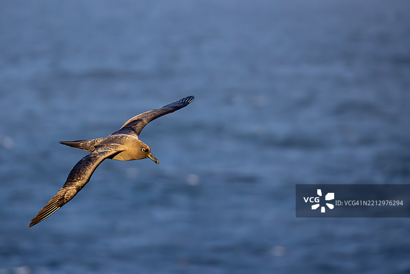 在2025年飞往马里昂岛的过程中，黑脸信天翁在南大洋上空盘旋图片素材