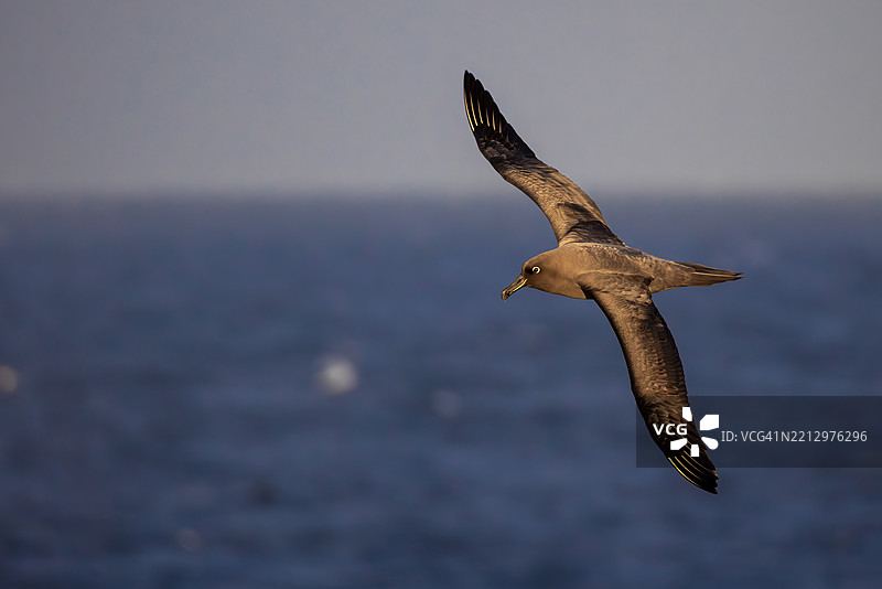 黑脸信天翁在南大洋上滑翔，参加2025年马里昂岛的集群活动图片素材