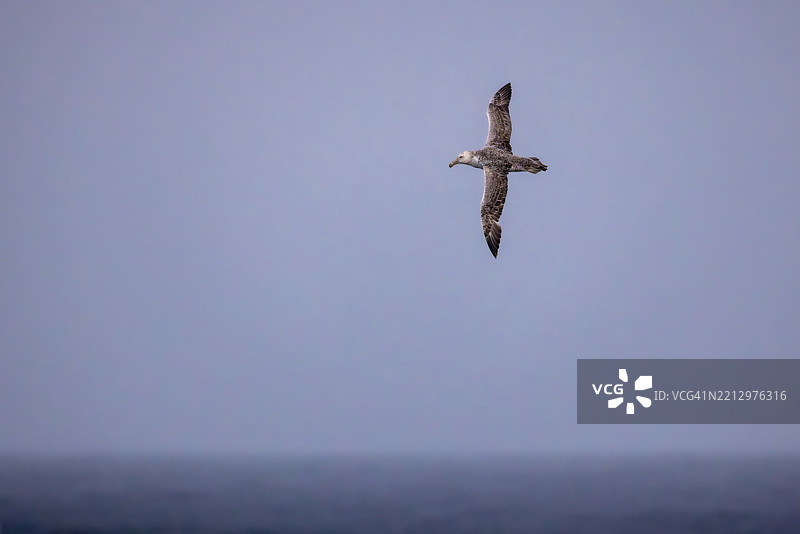 南极信天翁在飞行 – 南大洋，南非图片素材