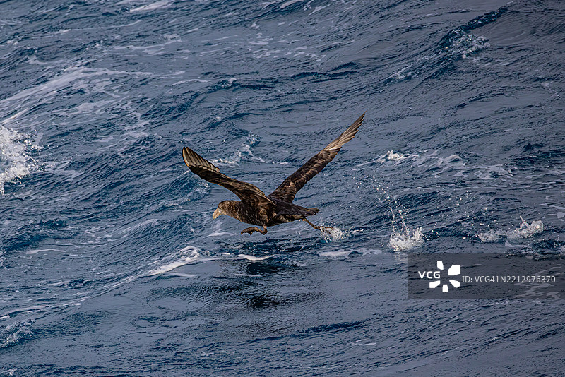 巨型信天翁从南冰洋水域起飞图片素材