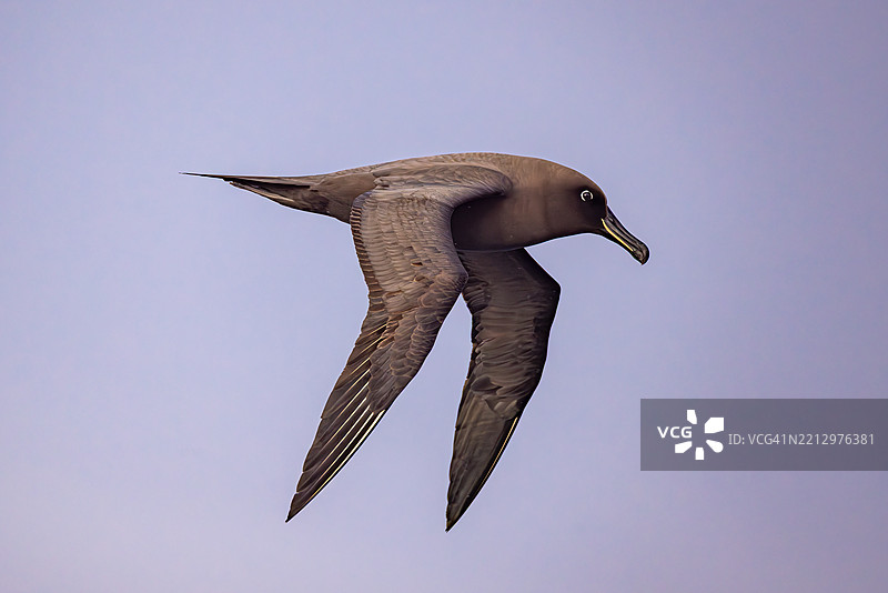 飞行中的黑脸信天翁特写图片素材