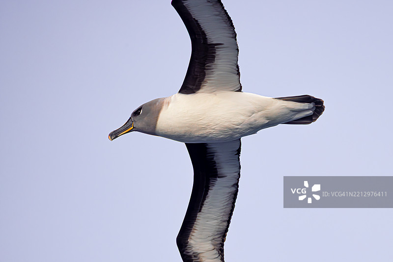 马里昂岛附近的灰头信天翁展翅飞翔图片素材
