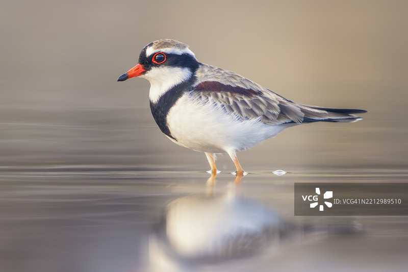 黑额点鸻（Elseyornis melanops）在静水中踱步，水面映出柔和的倒影图片素材