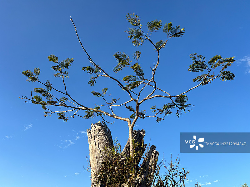 年轻的树木在一棵死去的老树干上生长。图片素材