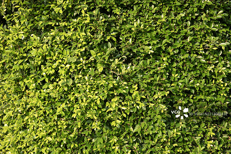 一棵长满叶子的绿色灌木图片素材