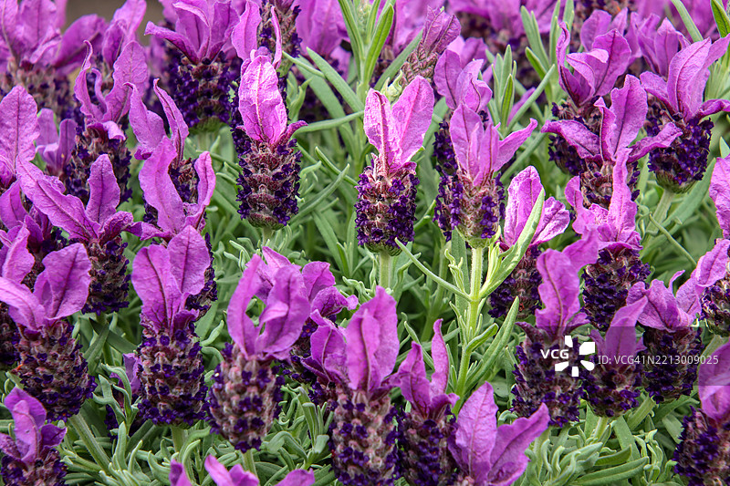 拉文德尔斯托查斯 '阿努克'图片素材