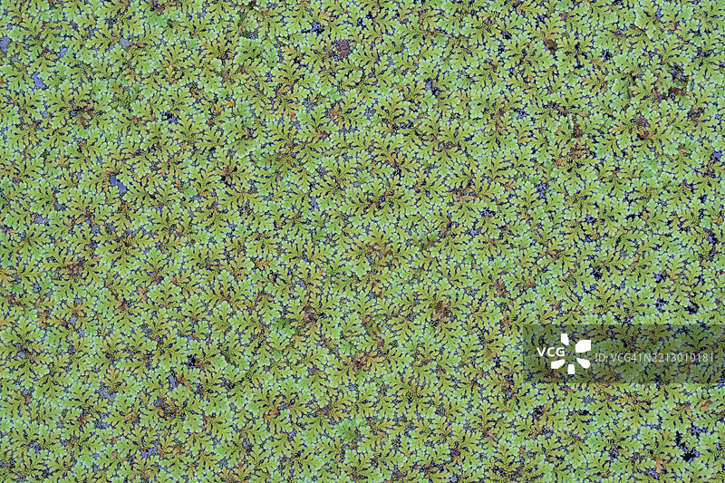 浮萍蚊子蕨。浮萍的特写图像。图片素材