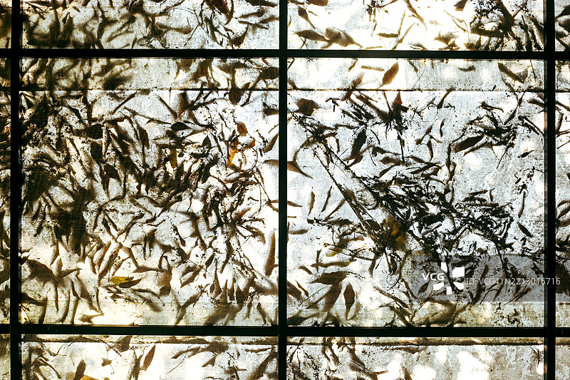 阳光下干枯的树叶落在聚碳酸酯遮阳篷的屋顶上图片素材