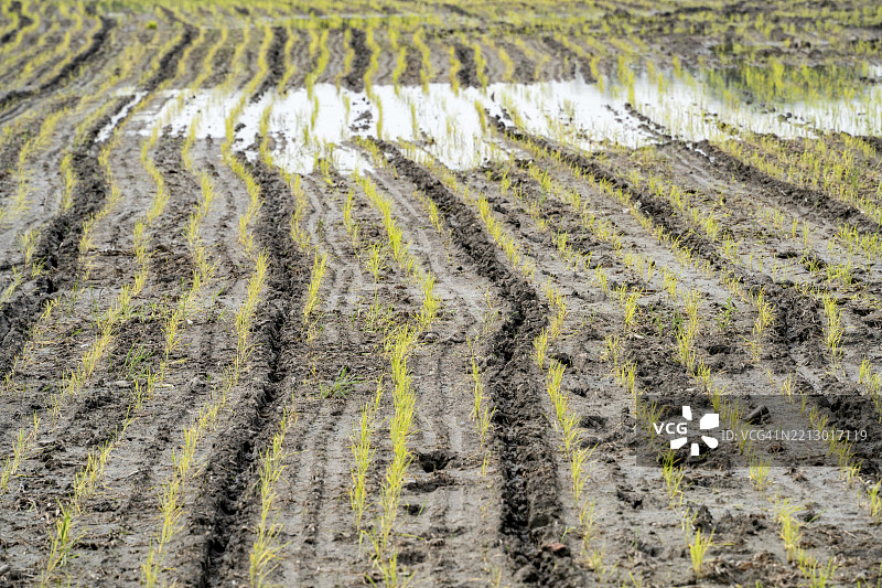 水淹稻田中冒出的幼苗图片素材