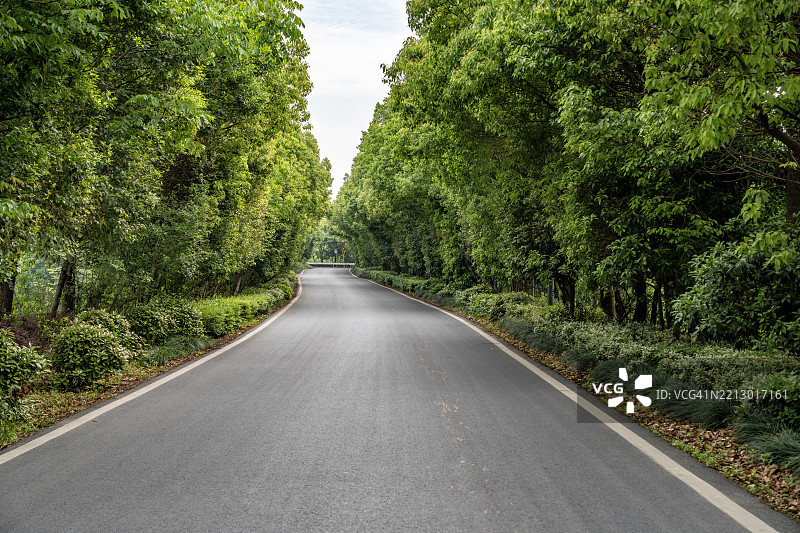 被茂密绿树环绕的笔直沥青道路图片素材