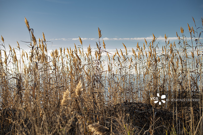 海岸草坪与波罗的海地平线 - 拉赫马国家公园，爱沙尼亚图片素材