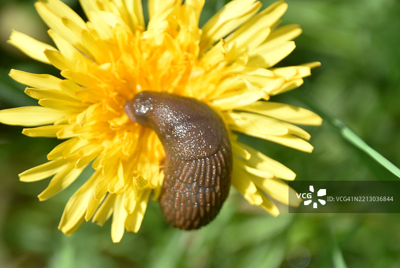 与朋友们的蒲公英图片素材