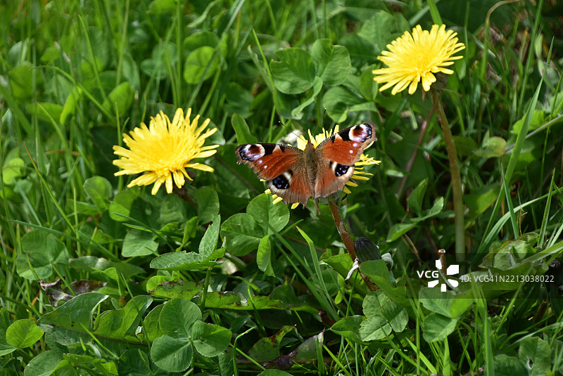 与朋友的蒲公英图片素材