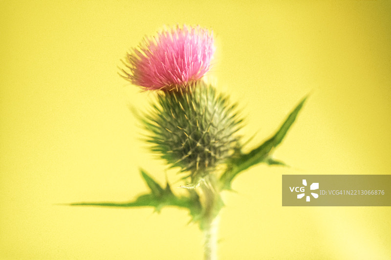 黄色背景上的蓟花图片素材