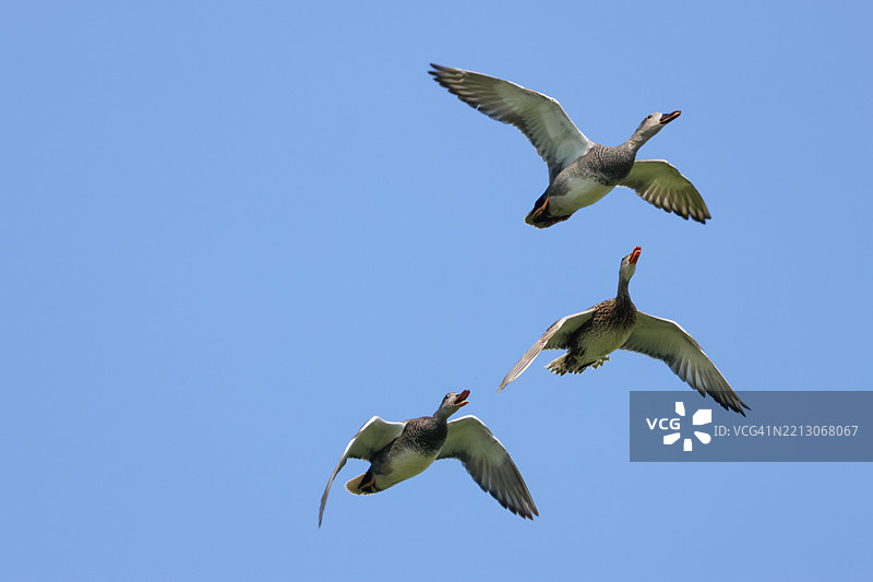 三只斑头鸭（Anas strepera）在春天的蓝天中飞翔。图片素材