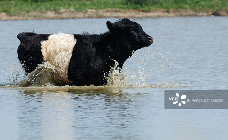 一头带带牛在湖面上行走。图片素材