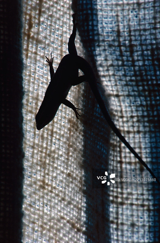 窗帘上的蜥蜴图片素材