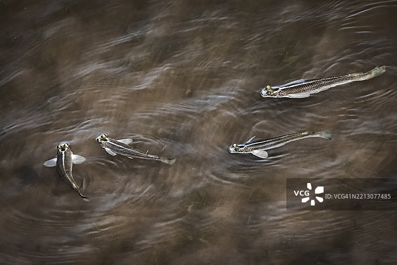 四眼鱼图片素材