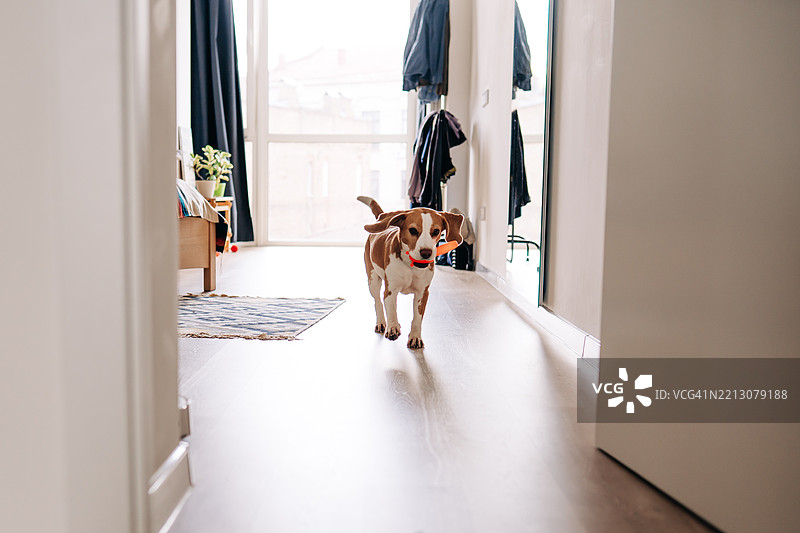 活泼的狗在明亮现代的公寓客厅里奔跑图片素材