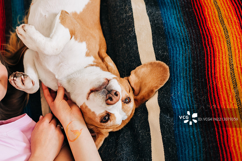 比格犬与主人一起在五彩斑斓的毯子上享受亲密时刻图片素材