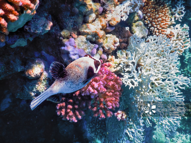 热带气球鱼在海底游泳的特写镜头图片素材