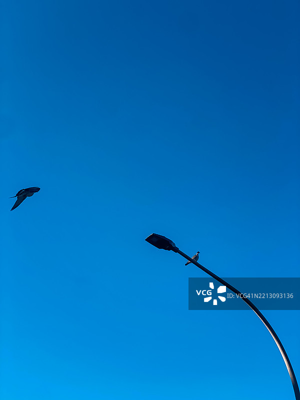 鸽子坐在交通信号灯上休息图片素材