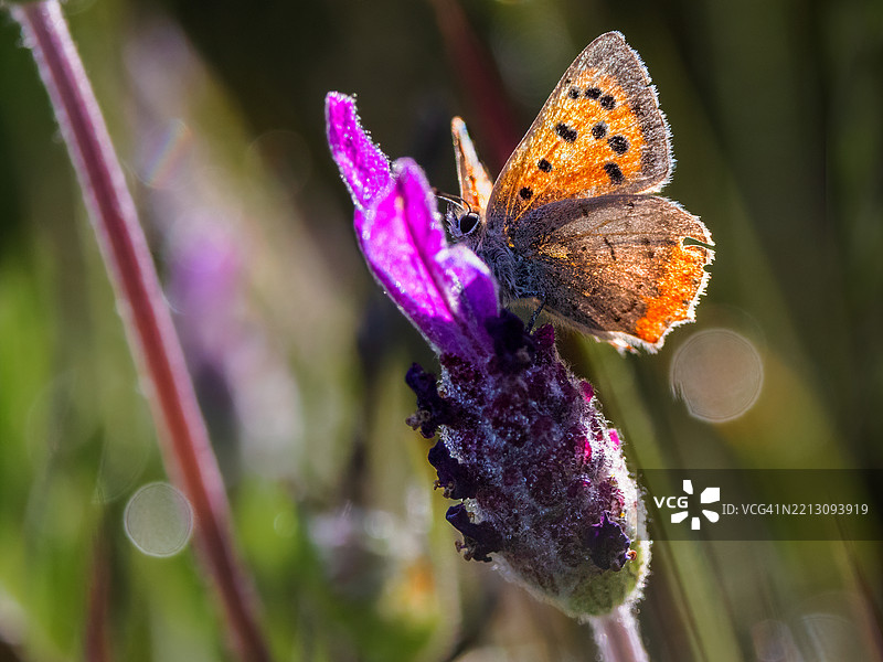 紫色花朵上的蝴蝶特写图片素材