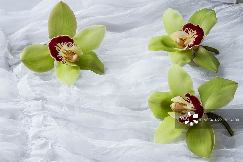 绿色兰花 - 隔离 - 白色梦幻面料背景图片素材