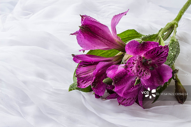 春天的花朵 - 紫色的阿尔斯特梅利亚秘鲁百合或印加百合 - 白色图片素材