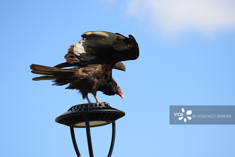 土耳其秃鹰准备起飞，布里奇顿，密苏里州，美国图片素材