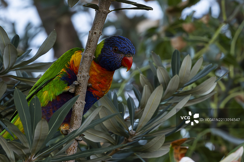 彩虹鹦鹉栖息在树上的特写镜头图片素材